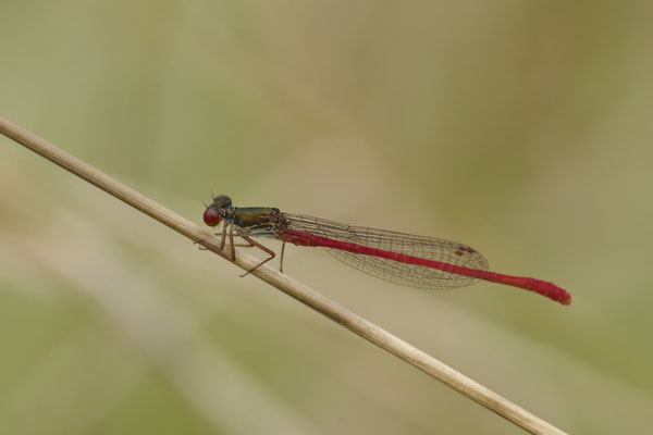 Scharlachlibelle