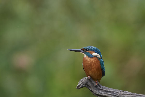 Eisvogel - Holland - (25.09.2020)