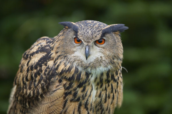 Uhu - Heute beim Falkner H. Peschen aus Wesel - (15.12.2018)