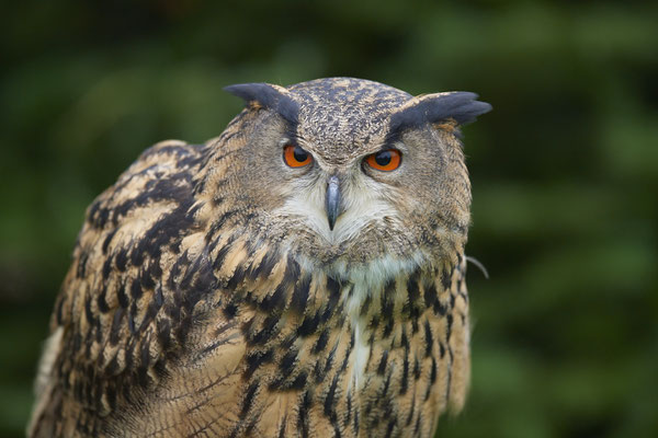 Uhu - Heute beim Falkner H. Peschen aus Wesel - (15.12.2018)