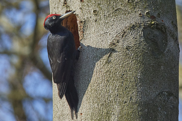 Schwarzspecht - (26.03.2021)
