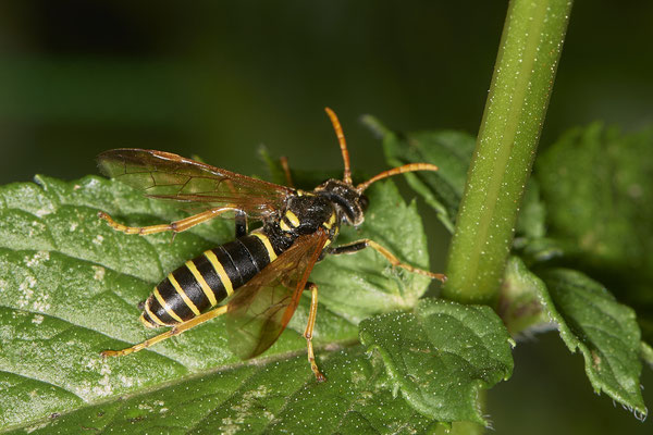 Tenthredo scrophulariae / Braunwurzblattwespe - OB Garten - (11.08.2020)