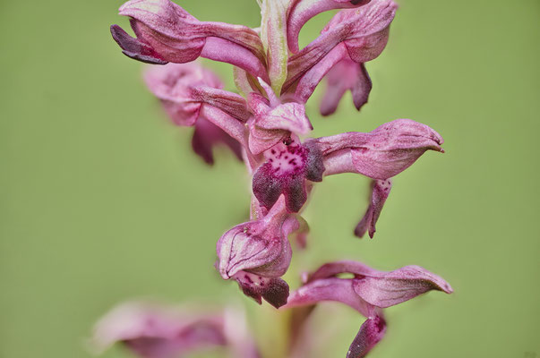 Männliches Knabenkraut - Orchideen-Urlaub im Allgäu vom 26.05. bis 09.06.2024