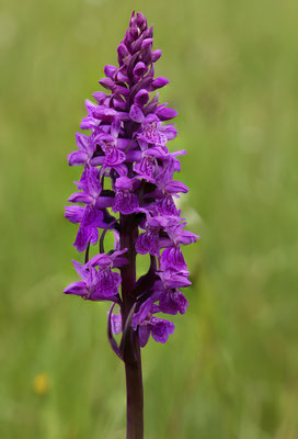 Breitblättriges Knabenkraut