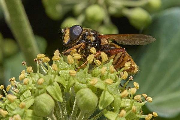 Nr. 5-2/12 - Schwebfliege - Oberhausen-Schmachtendorf Hiesfelderstraße (24.09.2018)
