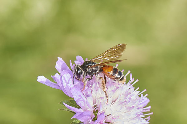 Nr.0929 - Andrena hattorfiana / Knautien-Sandbiene - OB Haus Ripshorst - 51°29`30.43" 6°54`05.41" - (28.06.2019)