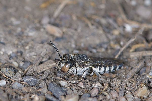 Nr.1270 - Coelioxys afra / Kegelbiene - DU-Walsum Rheindeich - 51°31`53.40"  6°41`58.80" - (02.09.2019) - Rote Liste Kategorie 3: Gefährdet