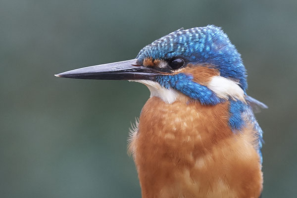 Serie vom Eisvogelmann - heute im Garten - (25.11.2019)