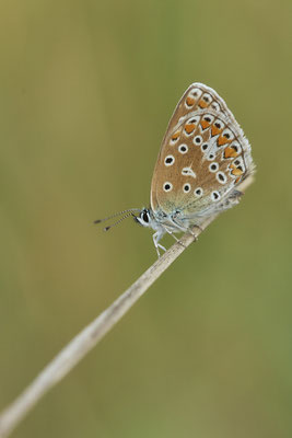 Heute nochmal in aller Frühe zum  Hauhechel-Bläuling / Polyommatus icarus -  Bottrop Halde Schöttelheide - (03.08.2020)