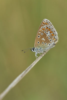 Heute nochmal in aller Frühe zum  Hauhechel-Bläuling / Polyommatus icarus -  Bottrop Halde Schöttelheide - (03.08.2020)
