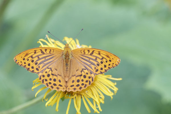 Kaisermantel - (15.07.2022)