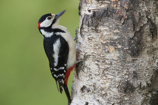 Buntspecht - (09.06.2020)