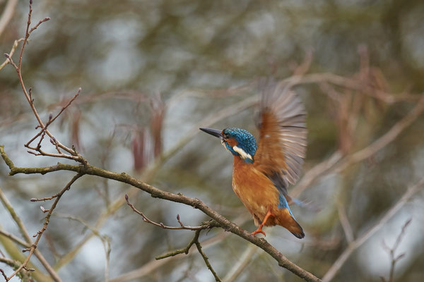 Eisvogel in den Mülheimer Ruhrauen - (01.02.2019)