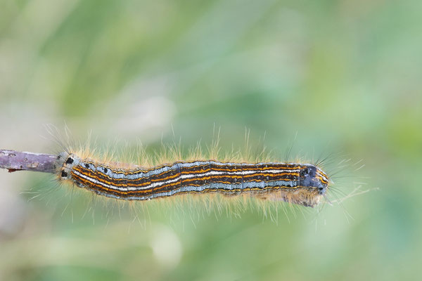 Raupe vom Ringelspinner - Venner Moor - 51°51`55.63" 7°32`09.32" - (26.05.2019)