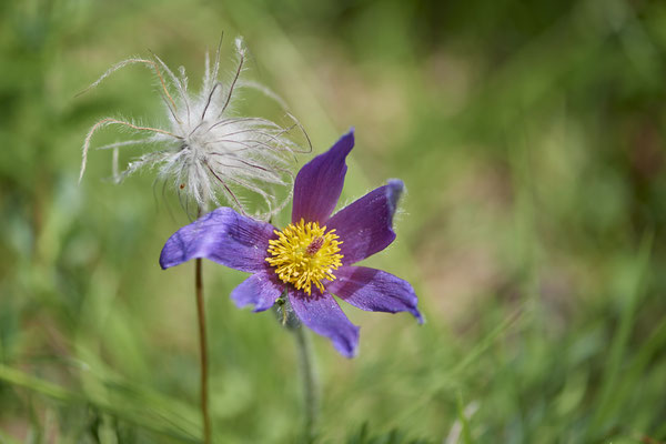 Küchenschelle - Fruchtstand und Blüte - Eifel - (01.06.2019)