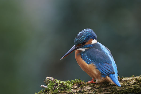 Eisvogelweibchen im Garten - (14.11.2019)