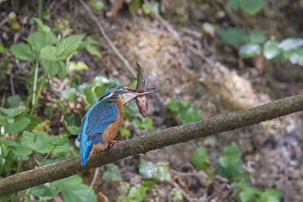 Eisvogel - Fischübergabe als Brautgeschenk - Serie von 6 Fotos - (19.05.2020)