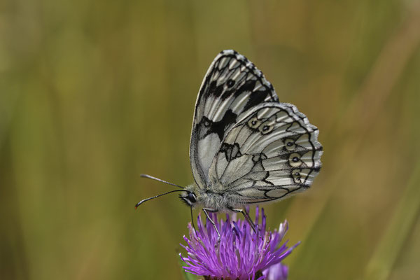 Schachbrett - (Urlaub Mosel Valwig vom  08.06. bis 11.06.2023 mit der Nabu Herne)