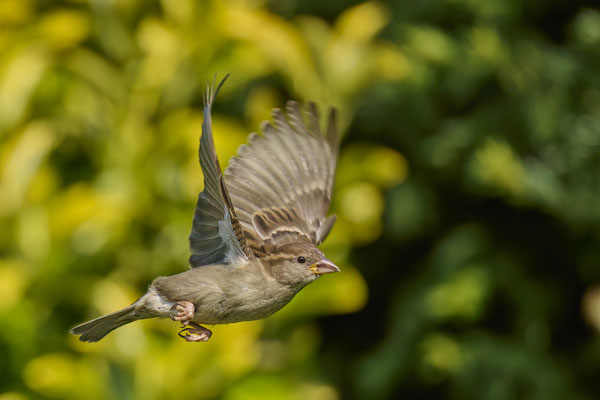 Heute im Garten - Haussperling