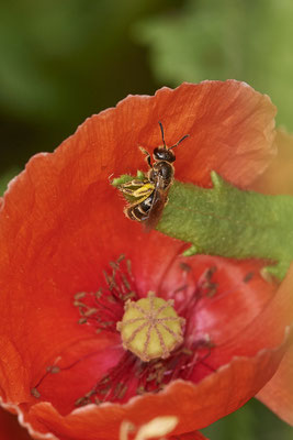 Nr.0749 - Lasioglossum calceatum / Gewöhnliche Schmalbiene - f - OB Hoag Fahrradtrasse - 51°30`13.64" 6°50`46.65" - (19.06.2019)
