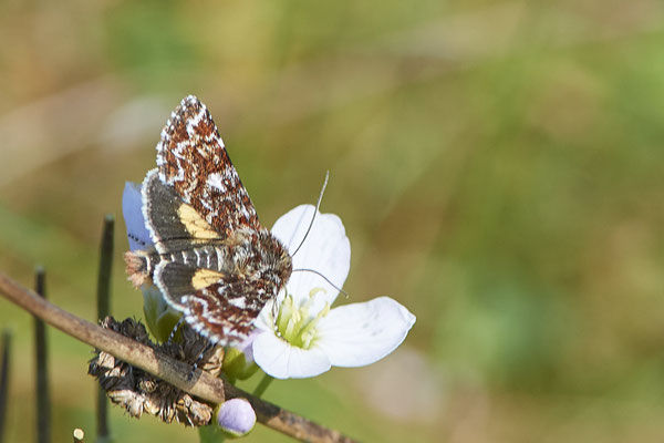 Heidekraut-Bunteule -NL - (09.05.2022)