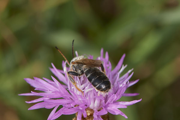 Halictus quadricinctus / Vierbindige Furchenbiene - Dinslaken Emschermündung - (18.08.2020)