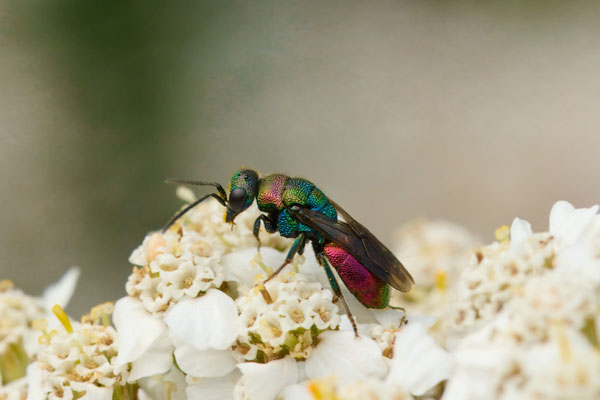 Hedychrum rutilans
