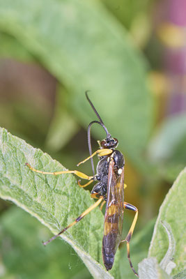 Nr.0653 - Blattwespe Tenthredo maculata - OB LMB - 51°29`11.55" 6°53`53.48" - (27.05.2019)