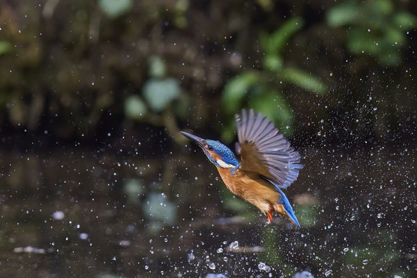 Eisvogel - Versuche Ihn im Flug zu erwischen, leider in ca. 25m und bei schlechtem Licht
