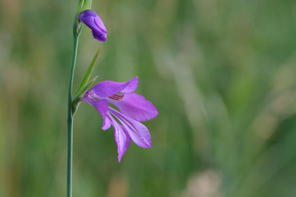 Sumpf-Siegwurz - (Urlaub im Allgäu / Bayern vom  08.06. bis 19.06.2025)