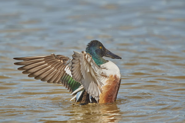 Löffelente ( Naturpark Albufera )