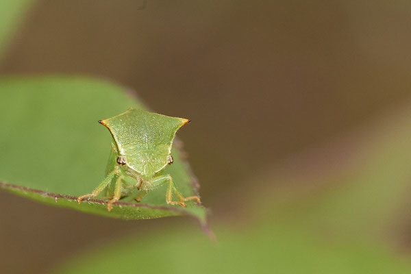 Nr.1309 - Stictocephala bisonia / Büffelzirpe / Büffelzikade - OB LMB - 51°29`11.55" 6°53`53.48" - (06.09.2019)