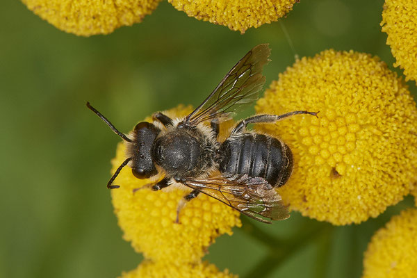 Megachile Megachile centuncularis - DIN Dickerstraße - (04.08.2021)