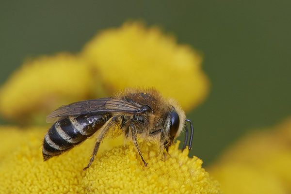 Nr.1084 - Colletes sp. w - WES Rheinbrücke Büdericher Insel - 51°38`40.99" 6°36`30.54" - (09.08.2019)