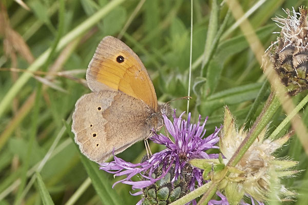 Großes Ochsenauge - NL - am Deich Pannerdensch Kanal- (27.06.2021)