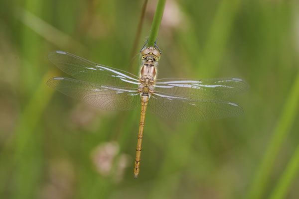 Große Heidelibelle