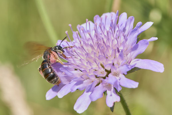 Nr.0925 - Andrena hattorfiana / Knautien-Sandbiene - OB Haus Ripshorst - 51°29`30.43" 6°54`05.41" - (28.06.2019)