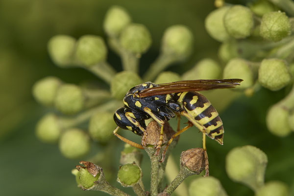 Nr.08/27 - Gallische Feldwespe (Polistes dominula) - OB-Weiherstr. 116 (03.10.2018)