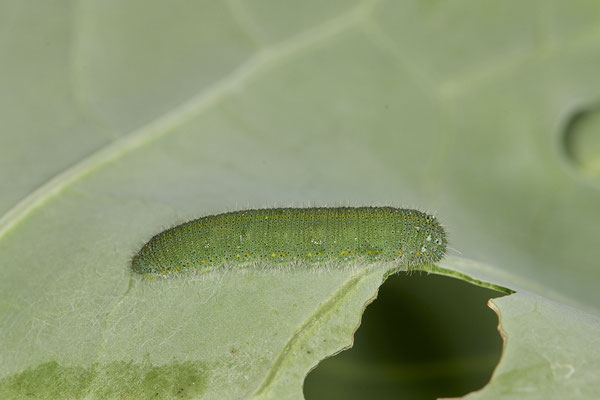 Kleiner Kohlweißling / Pieris rapae - Raupen Garten am 27.11.2021
