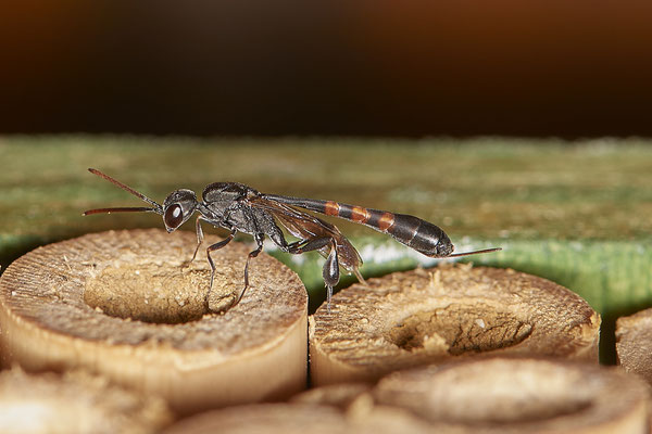 OB - Am Wildbienenhotel im Garten - 51°31`49.60" 6°50`56.50" - (22.07.2020)