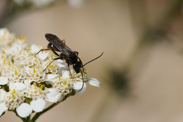 Rotbeinige Wegwespe - Garten