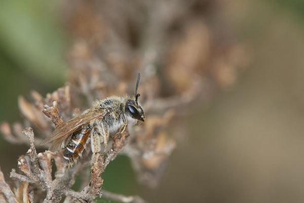 Nr.0371 - Andrena ventralis / Rotbauch-Sandbiene - OB LMB - 51°29`11.55" 6°53`53.48" - (02.05.2019)