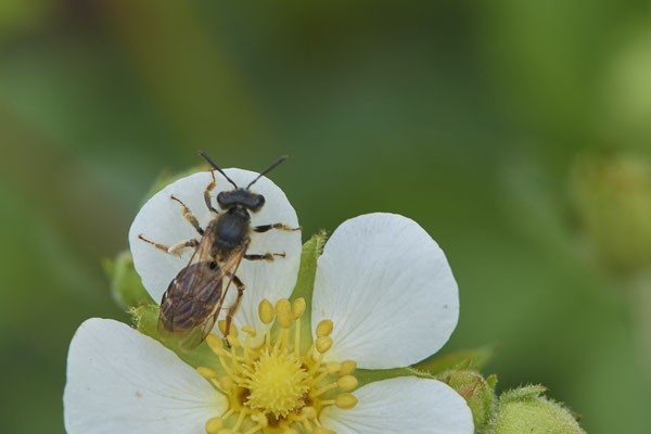 Nr.0415 - Andrena chrysosceles w / Gelbbeinige Kiel-Sandbiene - WES - Naturarena Auf dem Mars - 51°40`35.21" 6°31`31.96" - (05.05.2019)