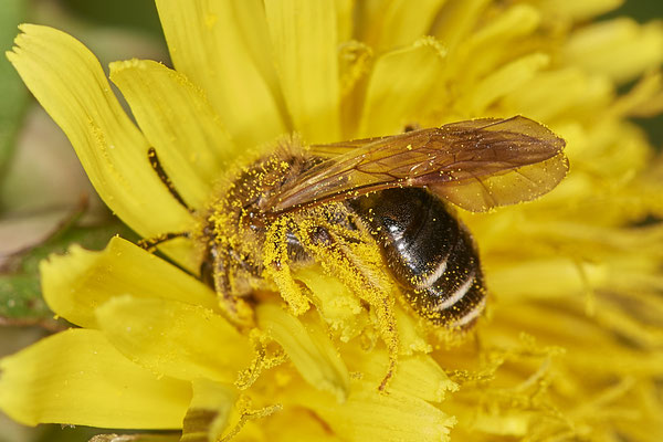 Nr.0079 - Andrena chrysosceles - DU - Landschaftspark-Nord - 51°28`51.79" 6°47`10.32" - (29.03.2019)