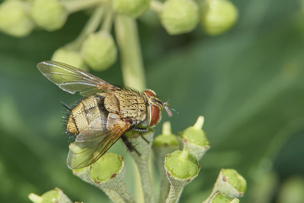 Nr. 5-2/08 - Fliege - Oberhausen-Schmachtendorf Hiesfelderstraße (24.09.2018)
