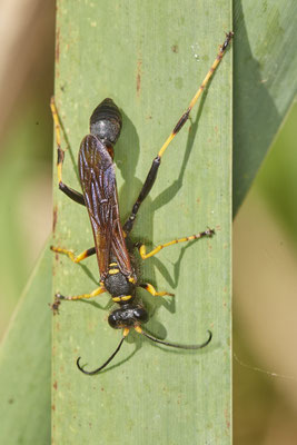 Amerikanische Mauerwespe / Sceliphron caementarium - Sie ist für Menschen völlig harmlos - (03.08.2022)
