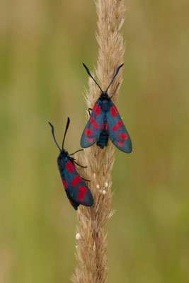 Aktuell schlüpfen die Sechsfleck-Widderchen