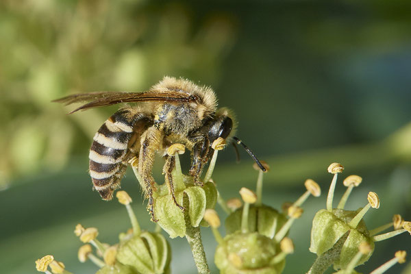 Nr.11-2/16 - Colletes hederae (Efeu-Seidenbiene) - Mönchengladbach (08.10.2018)