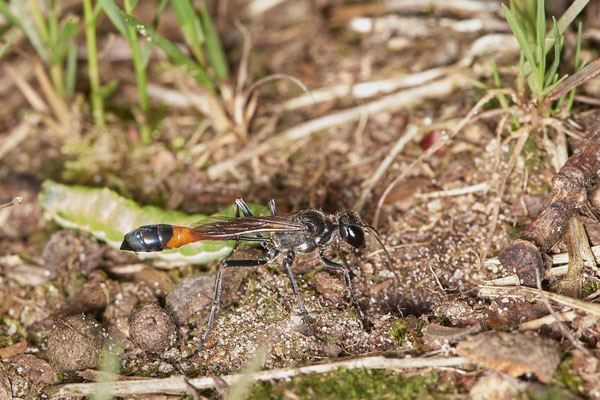Ammophila sabulosa / Gemeine Sandwespe mit betäubter Raupe - (18.07.2021)