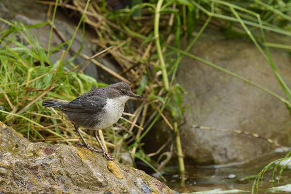 Wasseramsel